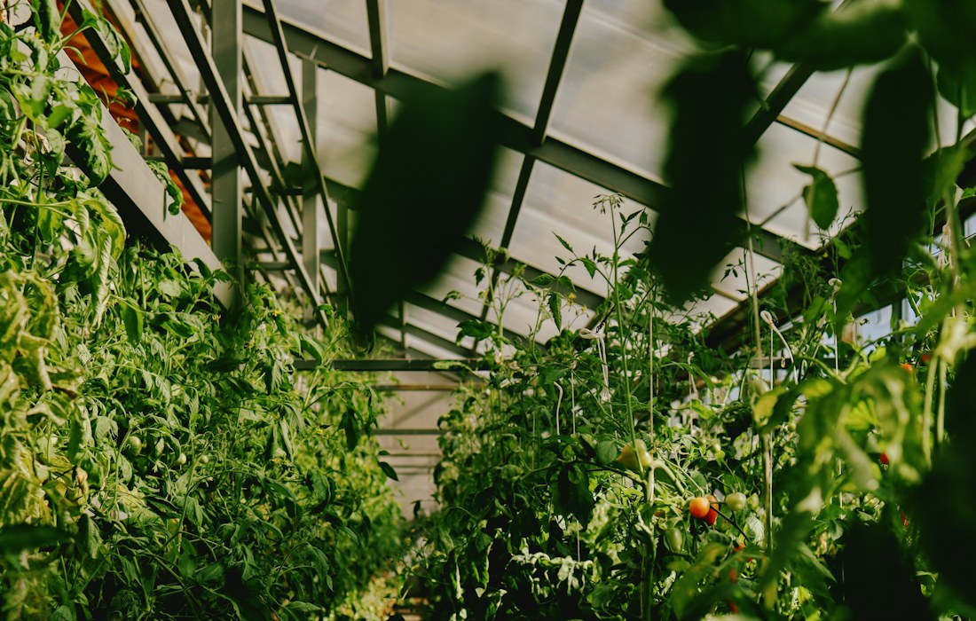 Rânduri de tomate și sistem de cultivare în seră