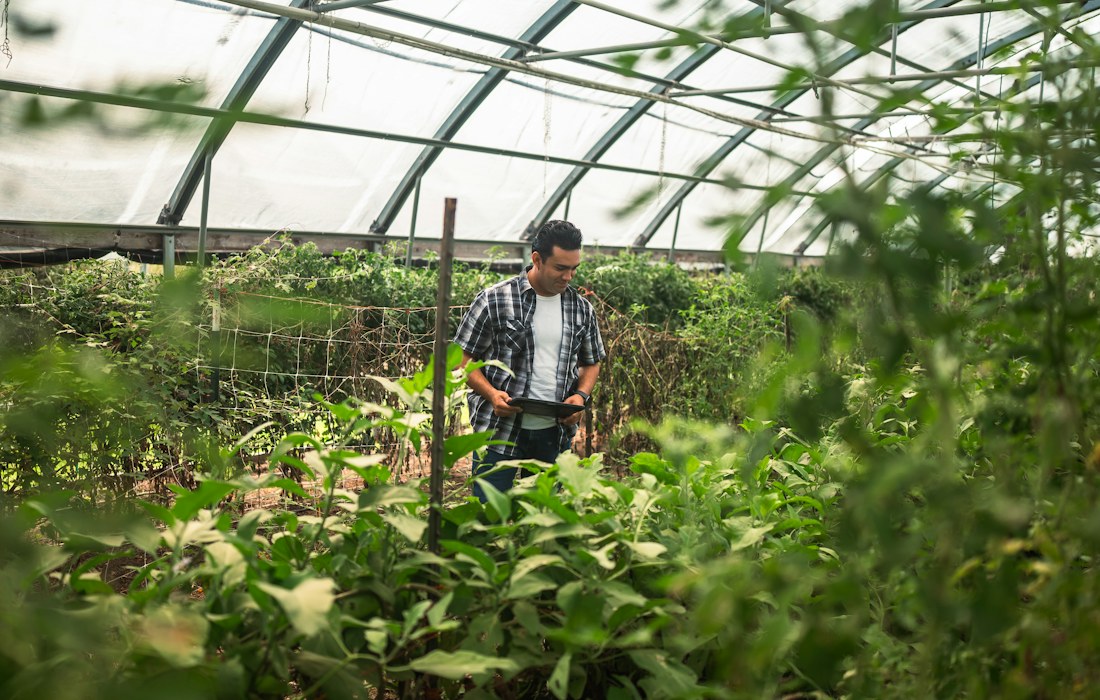 Fermier care inspectează plantele într-o seră